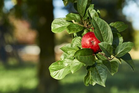 Fruit red thanksgiving