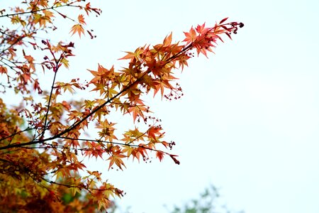 Maple red leaves plant