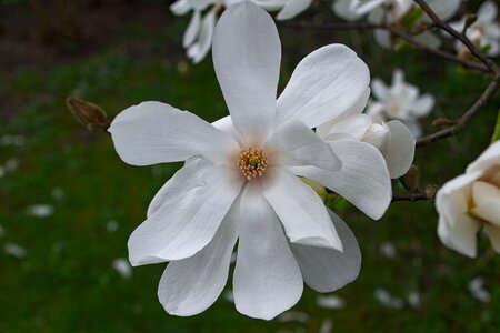 Spring magnolia flower nature photo