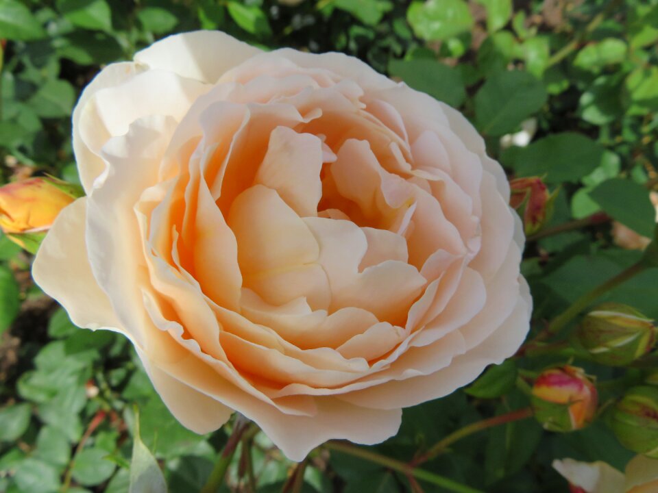Summer floral nature