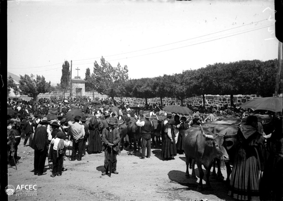 Fira amb gent i algunes vaques en una plaça voltada d'arbres