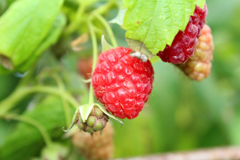 Sweet vitamins ripe fruit