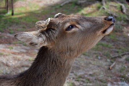 Mammal japan thoughtful