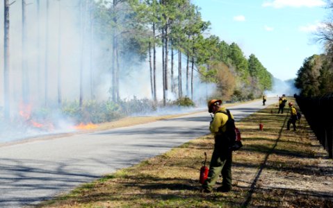 Firefighters burn brush. (8533483413)
