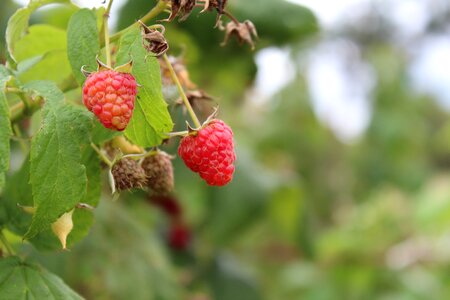 Delicious recipes red fruits of the forest