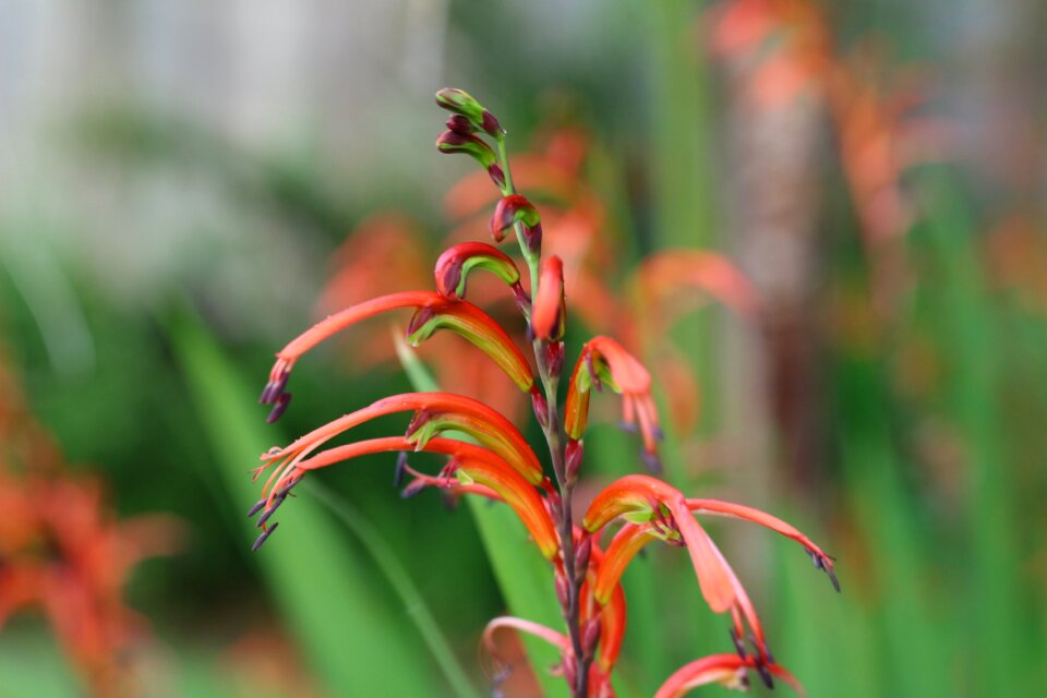 Flower leaf outdoors