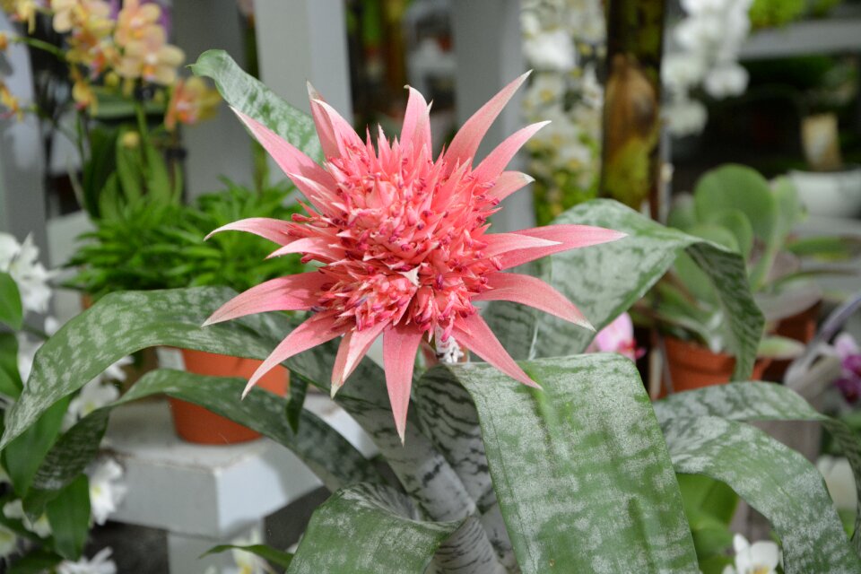 Aechmea decoration offer