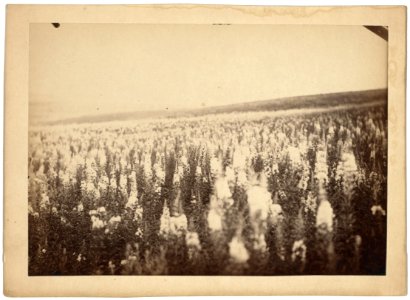 Fireweed in western Siberia LCCN99615454