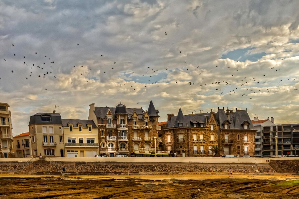 Seagulls tourism bird