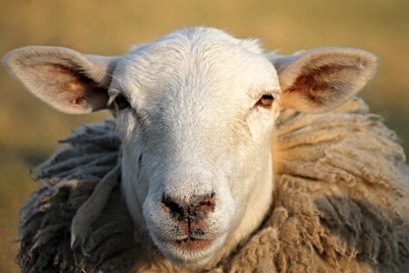 Winter wool portrait sheepshead photo