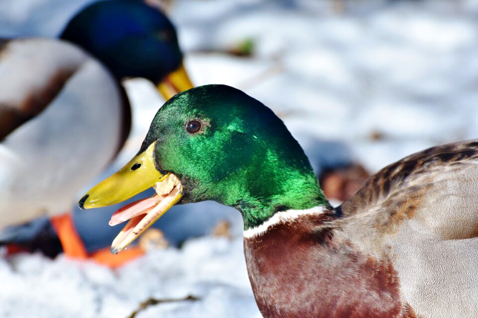 Mallard bird feather
