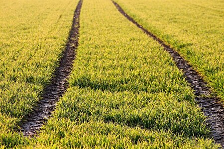 Field landscape agriculture