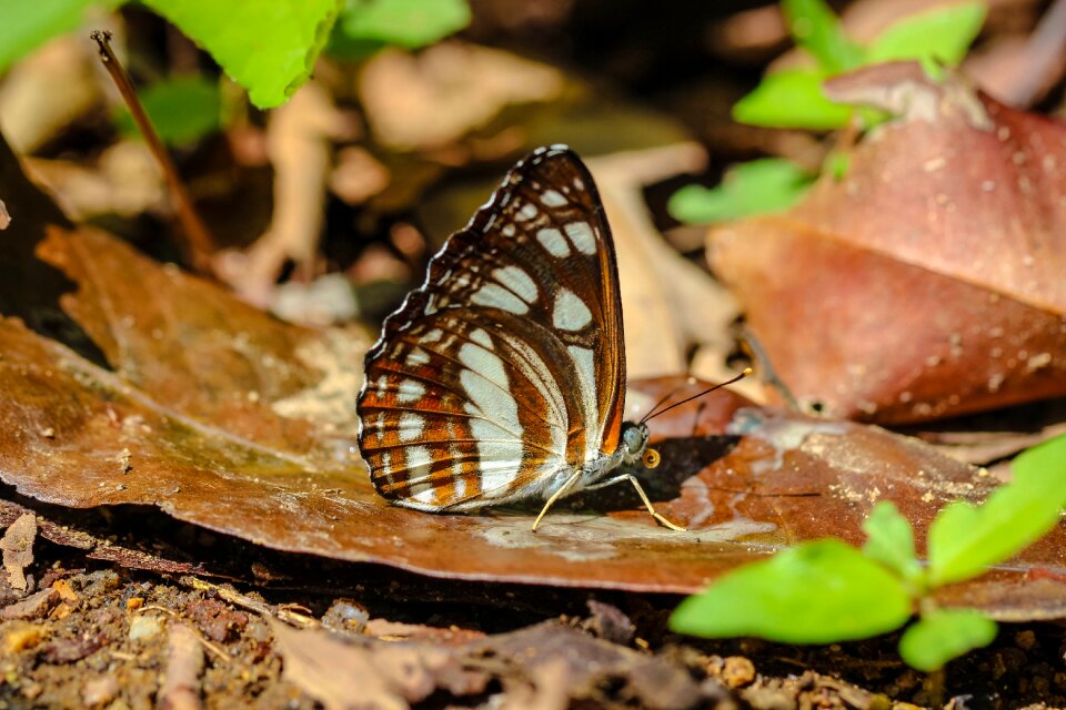 Nature the forests butterfly