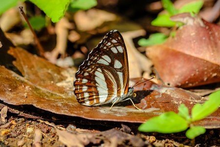 Nature the forests butterfly