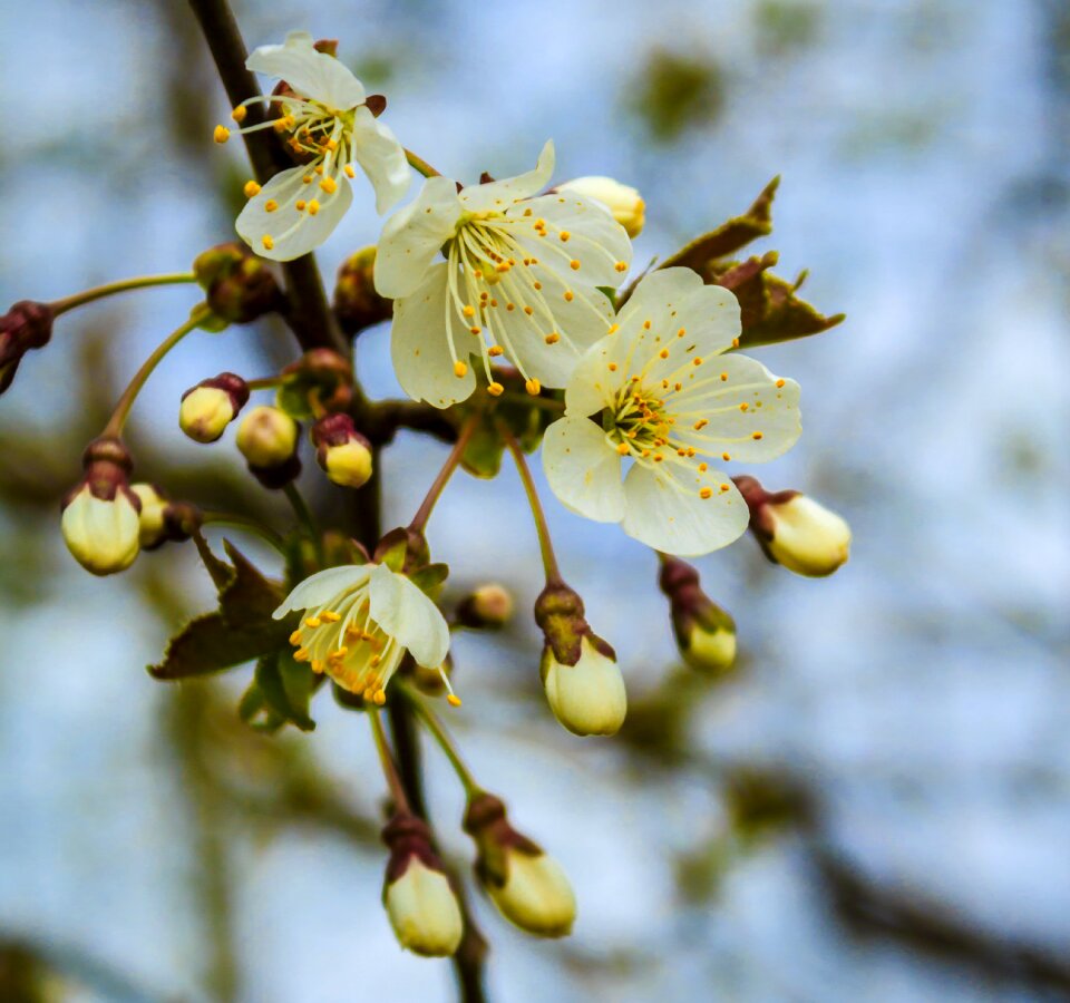 Fruit tree blossoming nature walk