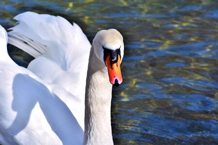 Pride waterfowl bird