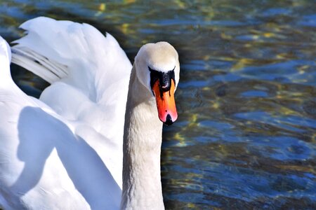 Pride waterfowl bird photo