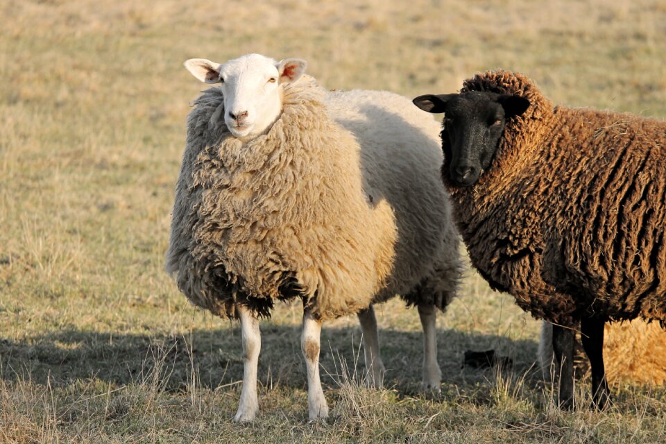 Winter wool portrait stand