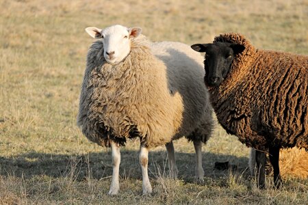 Winter wool portrait stand