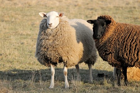 Winter wool portrait stand photo