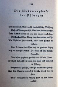 Goethes Liebesgedichte im Insel Verlag-192