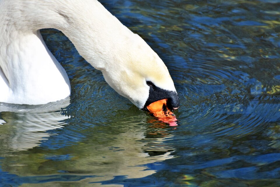 Pride waterfowl bird