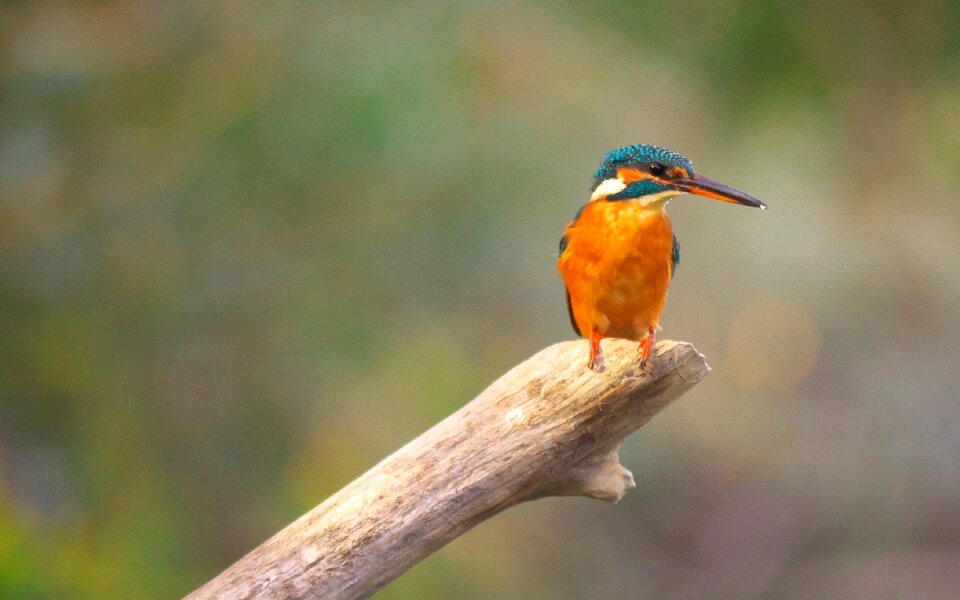 Martin fisher animal ornithology