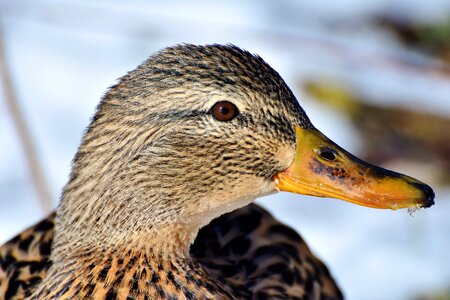 Mallard bird feather photo