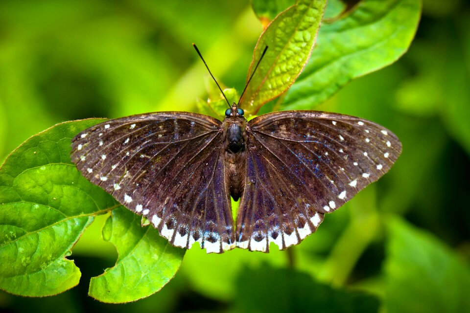Nature the forests butterfly