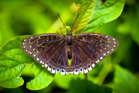 Nature the forests butterfly