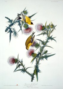 Gold finch (-33) LCCN2002718911