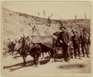 Gold Fever. Prospectors going to the new Gold Field LCCN99613950