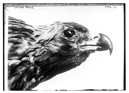 Golden Eagle LCCN2014716685