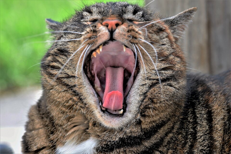Animal world nature yawn