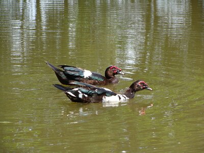 Duck laguna water photo
