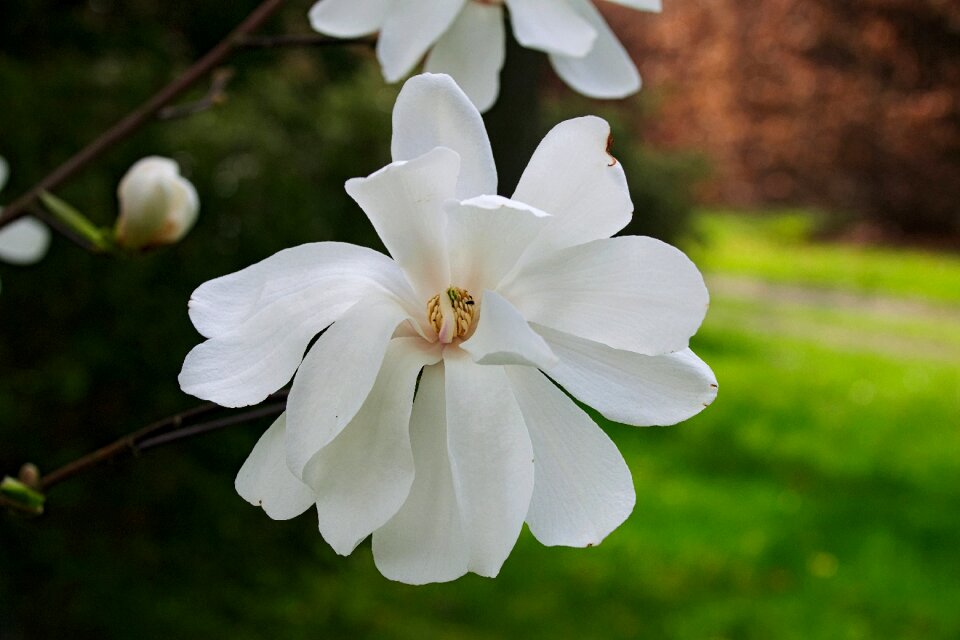 Nature white closeup