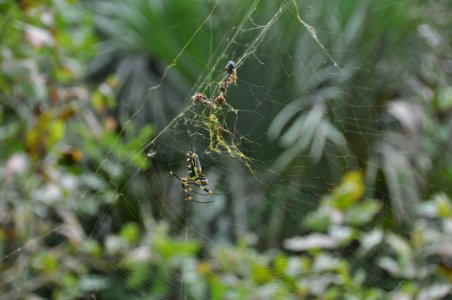 Golden-orb-spiders 8691379779 o