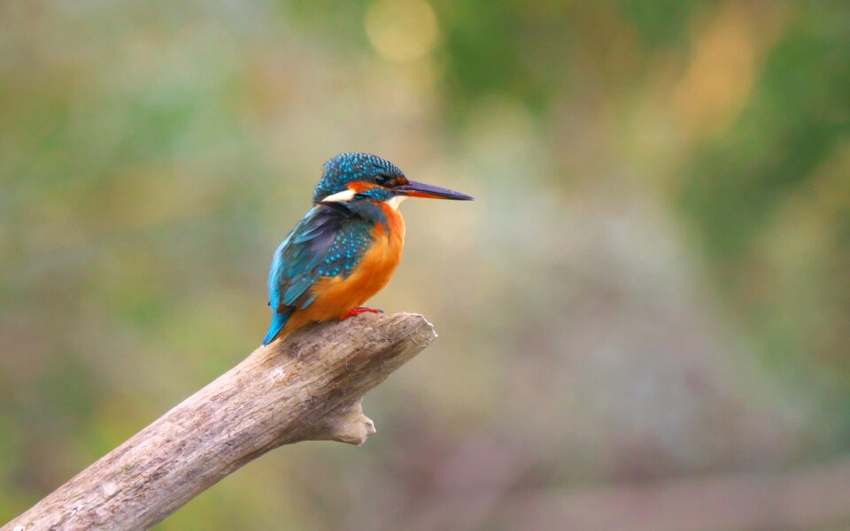 Martin fisher animals ornithology