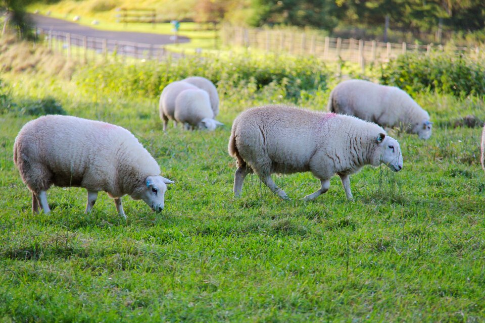 Farm hayfield green