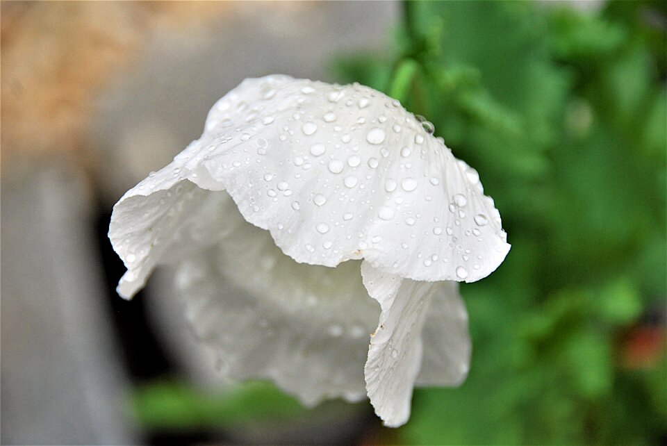 White drop of water close up