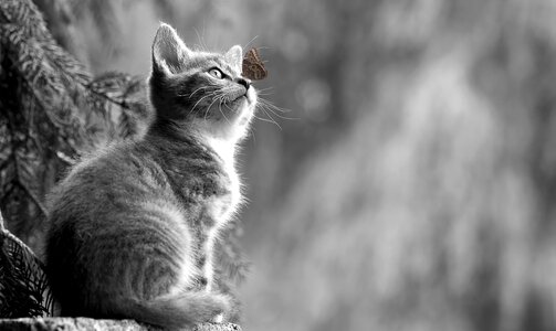 Young animal curious wildcat