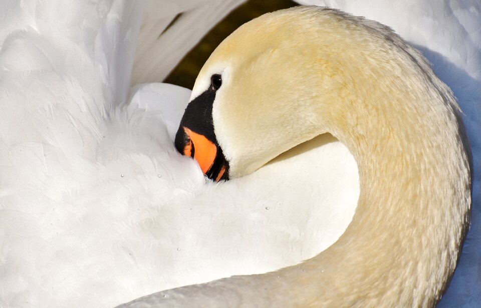 Plumage white beautiful