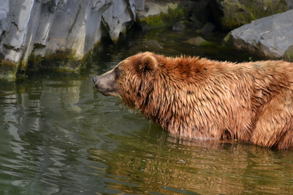 Waters zoo predator