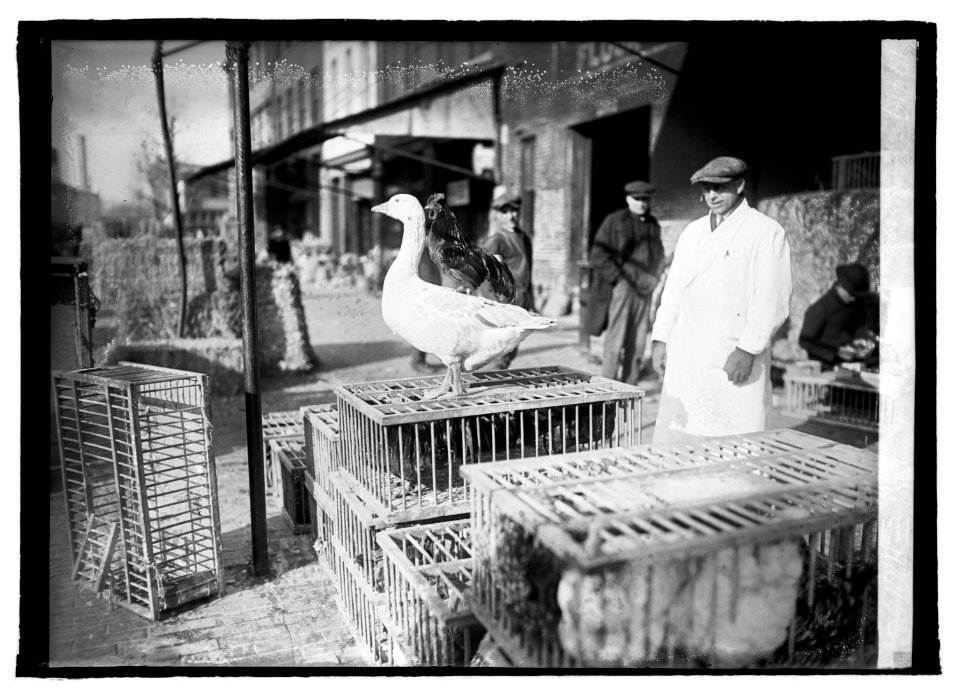 Goose & rooster, 1-14-22 LCCN2016845961