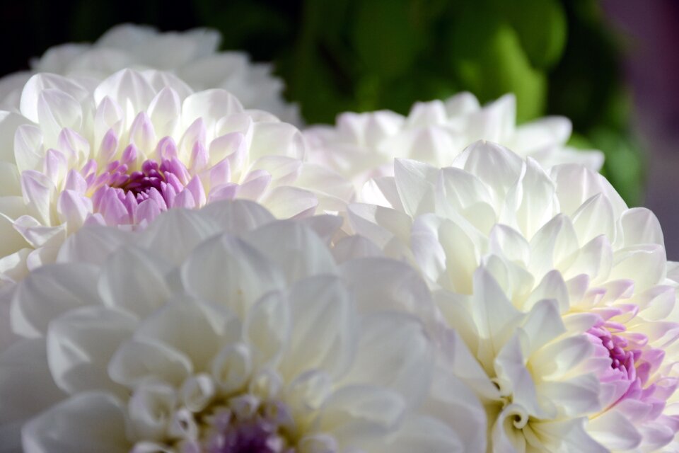 Nature spring white flower