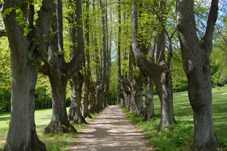 Park trees all