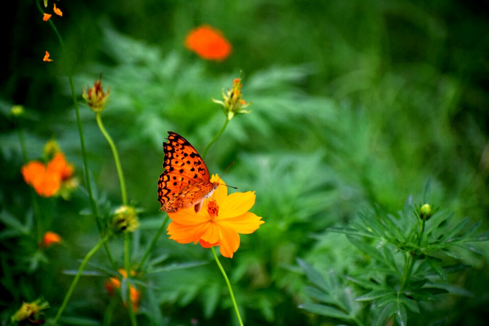 Summer leaf flower photo