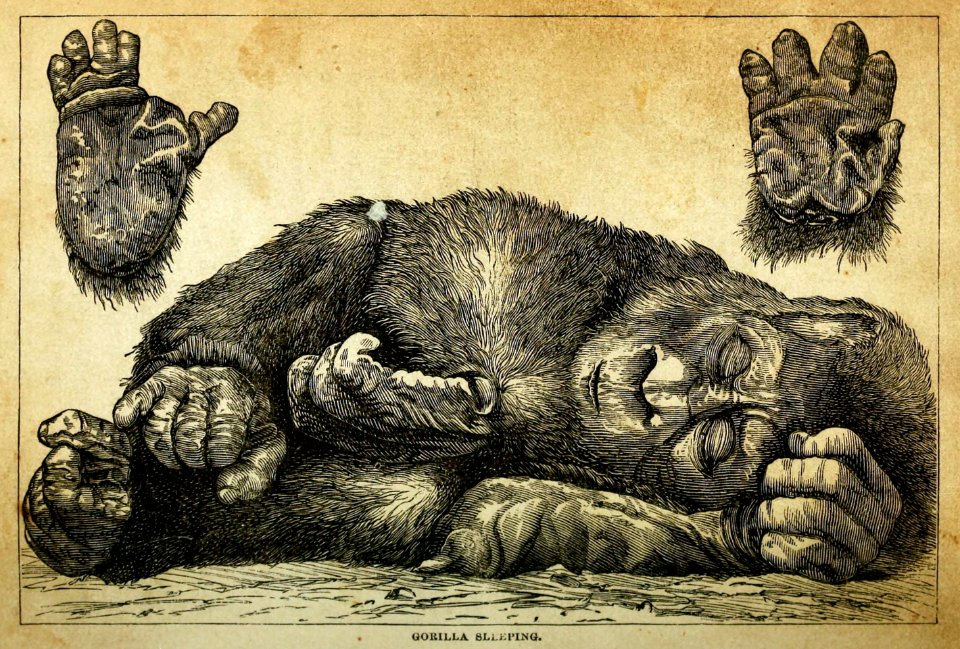 Gorilla sleeping