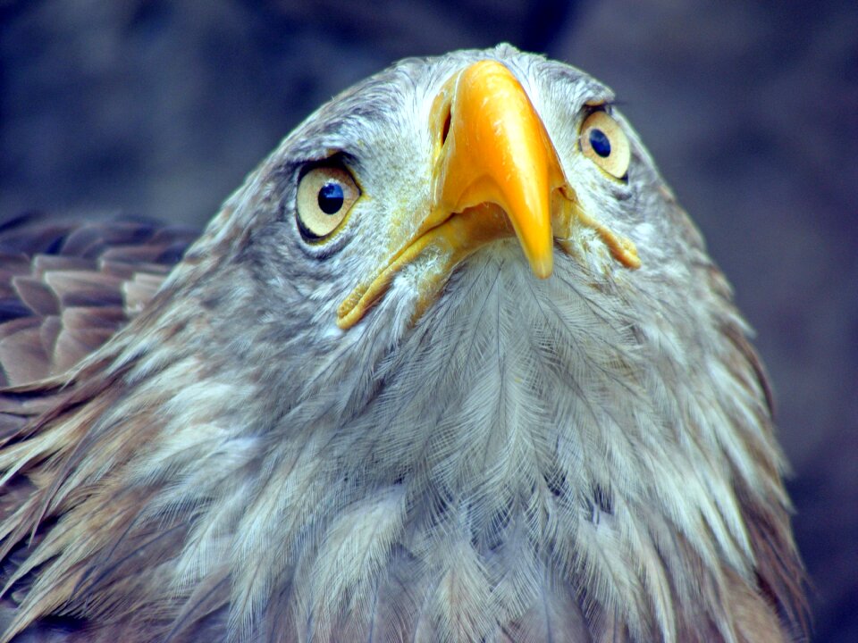 Feather bill nature