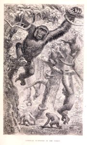Gorillas surprised in the forest
